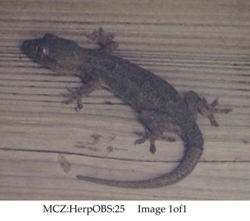 Media type: image;   Herpetology Observations 25